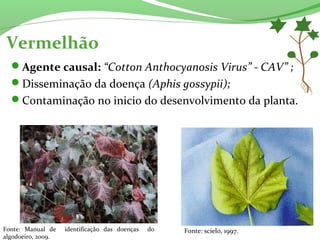 Vermelhão
Agente causal: “Cotton Anthocyanosis Virus” - CAV” ;
Disseminação da doença (Aphis gossypii);
Contaminação no inicio do desenvolvimento da planta.
Fonte: Manual de identificação das doenças do
algodoeiro, 2009.
Fonte: scielo, 1997.
 