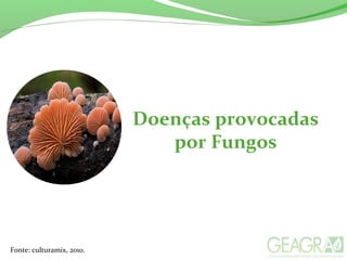 Doenças provocadas
por Fungos
Fonte: culturamix, 2010.
 