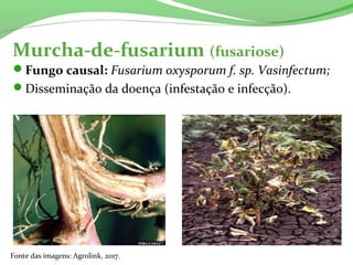 Murcha-de-fusarium (fusariose)
Fungo causal: Fusarium oxysporum f. sp. Vasinfectum;
Disseminação da doença (infestação e infecção).
Fonte das imagens: Agrolink, 2017.
 