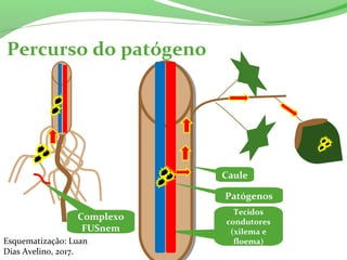 Percurso do patógeno
Esquematização: Luan
Dias Avelino, 2017.
Caule
Tecidos
condutores
(xilema e
floema)
Patógenos
Complexo
FUSnem
 