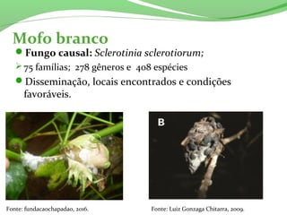 Mofo branco
Fungo causal: Sclerotinia sclerotiorum;
75 famílias; 278 gêneros e 408 espécies
Disseminação, locais encontrados e condições
favoráveis.
Fonte: fundacaochapadao, 2016. Fonte: Luiz Gonzaga Chitarra, 2009.
 