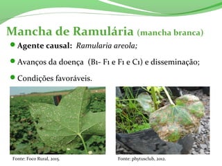 Mancha de Ramulária (mancha branca)
Agente causal: Ramularia areola;
Avanços da doença (B1- F1 e F1 e C1) e disseminação;
Condições favoráveis.
Fonte: Foco Rural, 2015. Fonte: phytusclub, 2012.
 