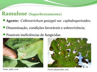 Ramulose (Superbrotamento)
Agente: Colletotrichum gossypii var. cephalosporioides;
Disseminação, condições favoráveis e sobrevivência;
Possíveis ineficiências de fungicidas.
Fonte: 3rlab, 2016. Fonte: phytusclub, 2016.
 