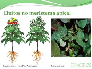 Efeitos no meristema apical
Esquematização: Luan Dias, Avelino, 2017. Fonte: ebah, 2016.
 