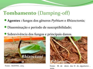 Tombamento (Damping-off)
Agentes : fungos dos gêneros Pythium e Rhizoctonia;
Disseminação e período de susceptibilidade;
Sobrevivência dos fungos e principais danos.
Rhizoctoni
a Pythium
Fonte: AGEITEC, 2013. Fonte: M. de ident. das D. do algodoeiro ,
2009.
 