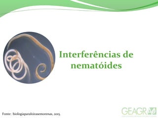 Fonte: biologiaparaloirasemorenas, 2015.
Interferências de
nematóides
 