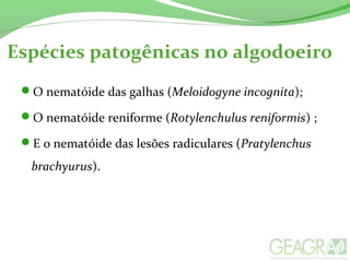 Espécies patogênicas no algodoeiro
O nematóide das galhas (Meloidogyne incognita);
O nematóide reniforme (Rotylenchulus reniformis) ;
E o nematóide das lesões radiculares (Pratylenchus
brachyurus).
 