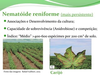 Associações e Desenvolvimento da cultura;
Capacidade de sobrevivência (Anidrobiose) e competição;
Índice: “Médio” >400-600 espécimes por 200 cm³ de solo.
Nematóide reniforme (mais persistente)
Fonte das imagens: Rafael Galbieri, 2012.
Carijó
 