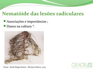 Associações e importâncias ;
Danos na cultura *.
Nematóide das lesões radiculares
Fonte: Paulo Sérgio Santos - Revista Cultivar, 2012.
 