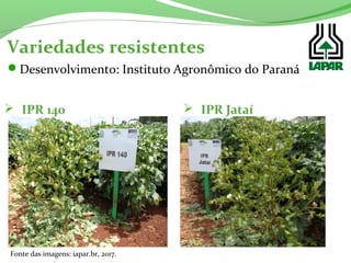 Desenvolvimento: Instituto Agronômico do Paraná
Variedades resistentes
 IPR 140
Fonte das imagens: iapar.br, 2017.
 IPR Jataí
 