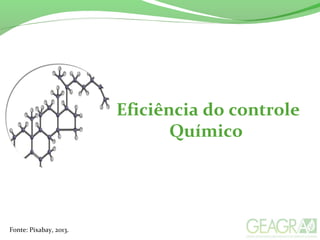 Eficiência do controle
Químico
Fonte: Pixabay, 2013.
 
