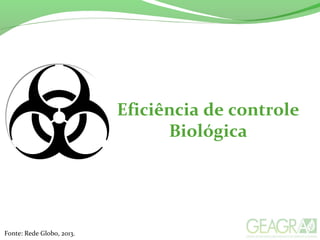 Eficiência de controle
Biológica
Fonte: Rede Globo, 2013.
 