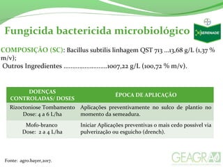 COMPOSIÇÃO (SC): Bacillus subtilis linhagem QST 713 ...13,68 g/L (1,37 %
m/v);
Outros Ingredientes .........................1007,22 g/L (100,72 % m/v).
Fonte: agro.bayer,2017.
Fungicida bactericida microbiológico
DOENÇAS
CONTROLADAS/ DOSES
ÉPOCA DE APLICAÇÃO
Rizoctoniose Tombamento
Dose: 4 a 6 L/ha
Aplicações preventivamente no sulco de plantio no
momento da semeadura.
Mofo-branco
Dose: 2 a 4 L/ha
Iniciar Aplicações preventivas o mais cedo possível via
pulverização ou esguicho (drench).
 