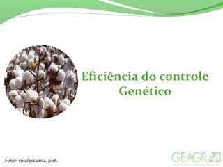Eficiência do controle
Genético
Fonte: ruralpecuaria, 2016.
 