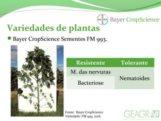Bayer CropScience Sementes FM 993.
Variedades de plantas
Fonte: Bayer CropScience
Variedade: FM 993, 2016.
Resistente Tolerante
M. das nervuras
Nematoides
Bacteriose
 