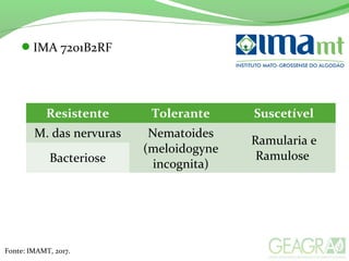 IMA 7201B2RF
Resistente Tolerante Suscetível
M. das nervuras Nematoides
(meloidogyne
incognita)
Ramularia e
RamuloseBacteriose
Fonte: IMAMT, 2017.
 