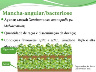 Mancha-angular/bacteriose
Agente causal: Xanthomonas axonopodis pv.
Malvacearum;
Quantidade de raças e disseminação da doença;
Condições favoráveis: 30ºC a 36ºC, umidade 85% e alta
pluviosidade.
Solo
Algodoeir
o
Esquematização: Luan
Dias Avelino, 2017.
 