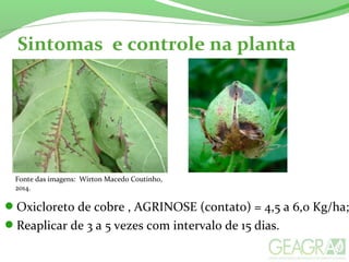 Sintomas e controle na planta
Fonte das imagens: Wirton Macedo Coutinho,
2014.
Oxicloreto de cobre , AGRINOSE (contato) = 4,5 a 6,0 Kg/ha;
Reaplicar de 3 a 5 vezes com intervalo de 15 dias.
 