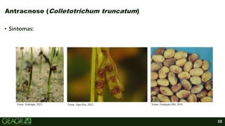 10
• Sintomas:
Antracnose (Colletotrichum truncatum)
Fonte: Embrapa, 2022. Fonte: Fundação MS, 2016.
Fonte: Agro Pós, 2022.
 