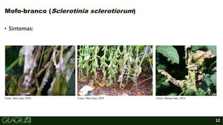 12
• Sintomas:
Mofo-branco (Sclerotinia sclerotiorum)
Fonte: Mais Soja, 2020. Fonte: Maneje bem, 2016.
Fonte: Mais Soja, 2020.
 