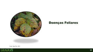 13
Doenças Foliares
Fonte: Agro Pós, 2022.
 