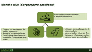• Presente em grande parte das
regiões produtoras;
• Sobrevive em restos culturais;
• Possui plantas daninhas como
hospedeiro (Trapoeraba e Assa-
peixe).
• Favorecido por altas umidades;
• Temperaturas amenas.
• Inicia com pontuações pardas de
halo amarelado;
• Manchas podem atingir até 2cm;
• Nas vagens e hastes apresentam
manchas pardo-avermelhadas.
16
Mancha-alvo (Corynespora cassiicola)
 