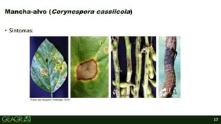 17
Mancha-alvo (Corynespora cassiicola)
• Sintomas:
Fonte das imagens: Embrapa, 2014.
 