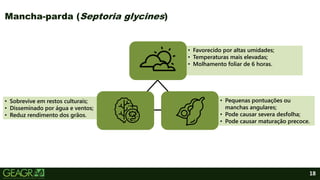 • Sobrevive em restos culturais;
• Disseminado por água e ventos;
• Reduz rendimento dos grãos.
• Favorecido por altas umidades;
• Temperaturas mais elevadas;
• Molhamento foliar de 6 horas.
• Pequenas pontuações ou
manchas angulares;
• Pode causar severa desfolha;
• Pode causar maturação precoce.
18
Mancha-parda (Septoria glycines)
 