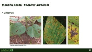 19
Mancha-parda (Septoria glycines)
• Sintomas:
Fonte das imagens: Embrapa, 2014.
 