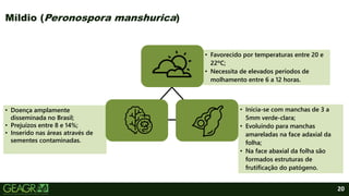 • Doença amplamente
disseminada no Brasil;
• Prejuízos entre 8 e 14%;
• Inserido nas áreas através de
sementes contaminadas.
• Favorecido por temperaturas entre 20 e
22ºC;
• Necessita de elevados períodos de
molhamento entre 6 a 12 horas.
• Inicia-se com manchas de 3 a
5mm verde-clara;
• Evoluindo para manchas
amareladas na face adaxial da
folha;
• Na face abaxial da folha são
formados estruturas de
frutificação do patógeno.
20
Míldio (Peronospora manshurica)
 