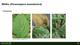21
Míldio (Peronospora manshurica)
• Sintomas:
Fonte das imagens: Embrapa, 2014.
 
