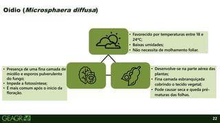 • Presença de uma fina camada de
micélio e esporos pulverulento
do fungo;
• Impede a fotossíntese;
• É mais comum após o inicio da
floração.
• Favorecido por temperaturas entre 18 e
24ºC;
• Baixas umidades;
• Não necessita de molhamento foliar.
• Desenvolve-se na parte aérea das
plantas;
• Fina camada esbranquiçada
cobrindo o tecido vegetal;
• Pode causar seca e queda pré-
maturas das folhas.
22
Oídio (Microsphaera diffusa)
 