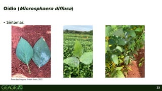 23
Oídio (Microsphaera diffusa)
• Sintomas:
Fonte das imagens: Ivanês Junio, 2022.
 