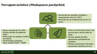 • Danos variando de 10 a 90%;
• Penetra através da epiderme
foliar;
• Pode surgir em qualquer estádio
da cultura;
• Disseminação acelerada;
• Vazio sanitário 01/07 – 30/09.
• Favorecida por elevadas umidades e
temperaturas entre 15 a 28ºC;
• Necessita de um molhamento de 10 a 12
horas;
• Inicia-se minúsculos pontos mais
escuros que o tecido sadio da
folha;
• Na face abaxial da folha
apresentam protuberâncias
(urédias);
• Plantas severamente infectadas
apresentam desfolha precoce;
24
Ferrugem-asiática (Phakopsora pachyrhizi)
 