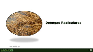26
Doenças Radiculares
Fonte: Agro Pós, 2022.
 