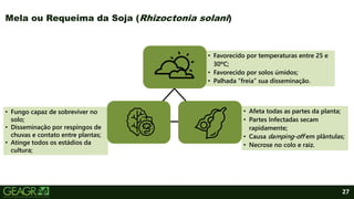 • Fungo capaz de sobreviver no
solo;
• Disseminação por respingos de
chuvas e contato entre plantas;
• Atinge todos os estádios da
cultura;
• Favorecido por temperaturas entre 25 e
30ºC;
• Favorecido por solos úmidos;
• Palhada “freia” sua disseminação.
• Afeta todas as partes da planta;
• Partes Infectadas secam
rapidamente;
• Causa damping-off em plântulas;
• Necrose no colo e raiz.
27
Mela ou Requeima da Soja (Rhizoctonia solani)
 