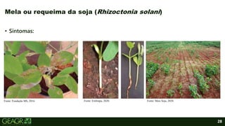 28
Mela ou requeima da soja (Rhizoctonia solani)
• Sintomas:
Fonte: Fundação MS, 2016. Fonte: Embrapa, 2020. Fonte: Mais Soja, 2020.
 