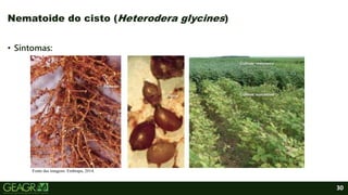 30
Nematoide do cisto (Heterodera glycines)
• Sintomas:
Fonte das imagens: Embrapa, 2014.
 