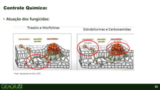 35
• Atuação dos fungicidas:
Controle Químico:
Fonte: Agronomia em foco, 2021.
 