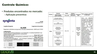 41
• Produtos encontrados no mercado:
–Aplicação preventiva:
Controle Químico:
Fonte: Syngenta, 2021.
 