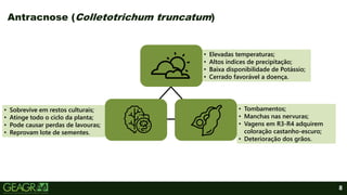 • Elevadas temperaturas;
• Altos índices de precipitação;
• Baixa disponibilidade de Potássio;
• Cerrado favorável a doença.
• Tombamentos;
• Manchas nas nervuras;
• Vagens em R3-R4 adquirem
coloração castanho-escuro;
• Deterioração dos grãos.
8
Antracnose (Colletotrichum truncatum)
• Sobrevive em restos culturais;
• Atinge todo o ciclo da planta;
• Pode causar perdas de lavouras;
• Reprovam lote de sementes.
 