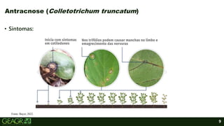 9
• Sintomas:
Antracnose (Colletotrichum truncatum)
Fonte: Bayer, 2022.
 