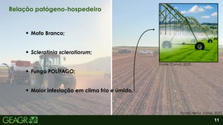 2
Maior infestação em clima frio e úmido.
Mofo Branco;
Sclerotinia sclerotiorum;
Fungo POLÍFAGO;
Fonte: Canva, 2025.
11
Relação patógeno-hospedeiro
Fonte: Heitor Jaime, 2025.
 
