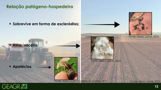 2
Hifas/micélio;
Apotécios.
Sobrevive em forma de escleródios;
12
Relação patógeno-hospedeiro
Fonte: Heitor Jaime, 2025.
Fonte: Heitor Jaime, 2025.
Fonte: Associação brasileira da batata, 2017. Fonte: Heitor Jaime, 2025.
 