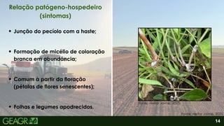 2
Folhas e legumes apodrecidos.
Junção do pecíolo com a haste;
Formação de micélio de coloração
branca em abundância;
Comum à partir da floração
(pétalas de flores senescentes);
14
Relação patógeno-hospedeiro
(sintomas)
Fonte: Heitor Jaime, 2025.
Fonte: Heitor Jaime, 2025.
 
