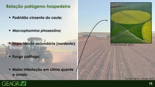 2
Maior infestação em clima quente
e úmido.
Podridão cinzenta do caule;
Macrophomina phaseolina;
Fungo polífago;
Fonte: Freepik, 2025.
15
Relação patógeno-hospedeiro
Fonte: Heitor Jaime, 2025.
Importância secundária (nordeste);
 