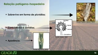 2
Conídióforos e conídios;
Aparência.
Sobrevive em forma de picnídios;
16
Relação patógeno-hospedeiro
Fonte: Heitor Jaime, 2025.
Fonte: Esalq, 2021.
Fonte: Agrolink, 2022. Fonte: Heitor Jaime, 2025.
 