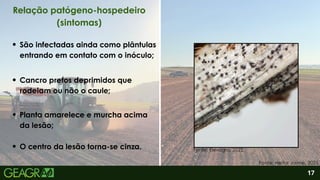 2
O centro da lesão torna-se cinza.
São infectadas ainda como plântulas
entrando em contato com o inóculo;
Cancro pretos deprimidos que
rodeiam ou não o caule;
Planta amarelece e murcha acima
da lesão;
17
Relação patógeno-hospedeiro
(sintomas)
Fonte: Heitor Jaime, 2025.
Fonte: Elevagro, 2022.
 