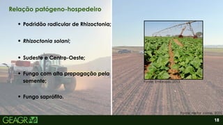 2
Fungo saprófito.
Podridão radicular de Rhizoctonia;
Rhizoctonia solani;
Fungo com alta propagação pela
semente; Fonte: Embrapa, 2013.
18
Relação patógeno-hospedeiro
Fonte: Heitor Jaime, 2025.
Sudeste e Centro-Oeste;
 