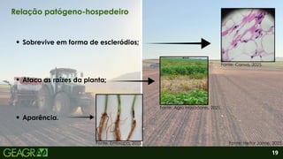 2
Ataca as raízes da planta;
Aparência.
Sobrevive em forma de escleródios;
19
Relação patógeno-hospedeiro
Fonte: Canva, 2025.
Fonte: Agro inovadores, 2021.
Fonte: Embrapa, 2025. Fonte: Heitor Jaime, 2025.
 